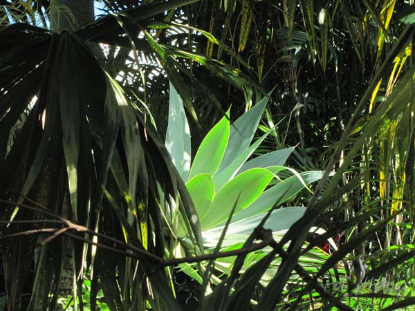 Agava attenuata (Agavacées).jpg