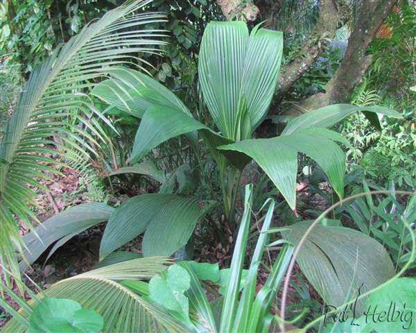Asplundia insignis  (Cyclanthacées).jpg