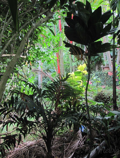 Bien à l'ombre, Chamaedorea elegans planté le 17 11 2004 issu d'un plant de 2 ans et Chamaedorea metallica planté le 01 11 2001 issu d'un plant de 3 ans.jpg