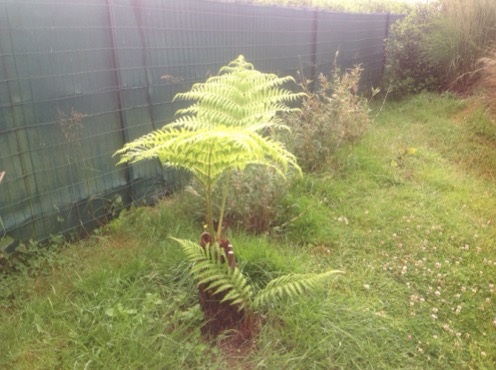 Cyathea qui fait son chemin .