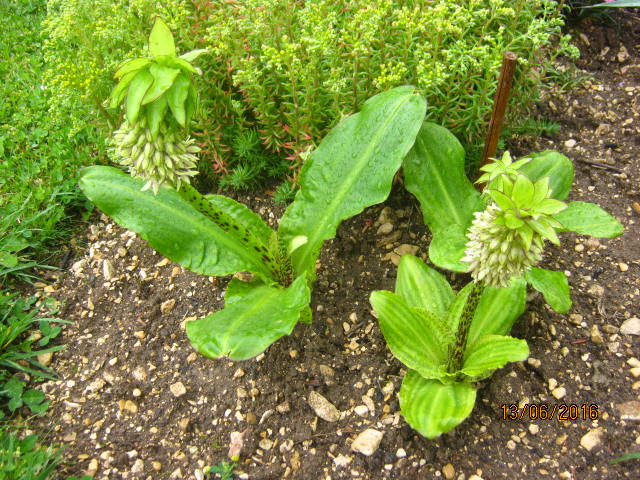 Eucomis bicolor qui fleurissent