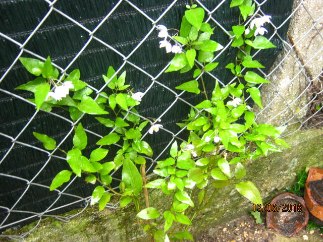 Solanum jasminoides