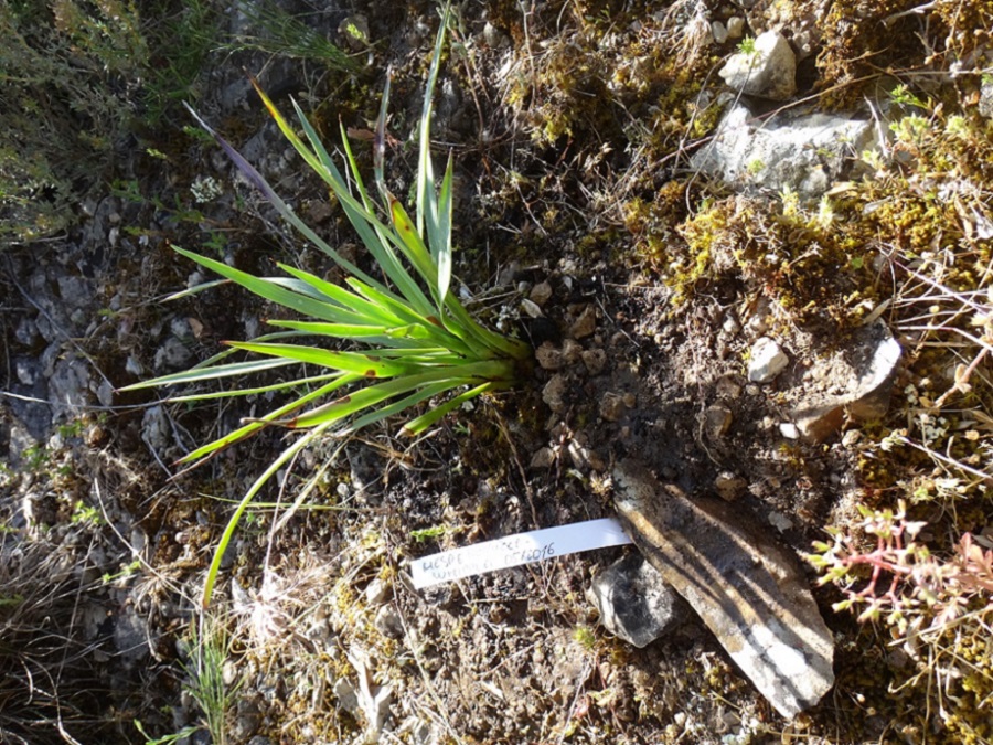 Hesperoyucca.JPG