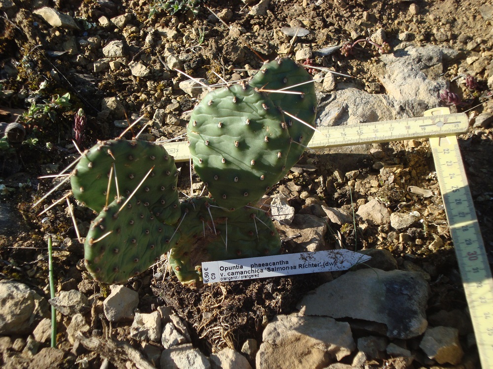 Opuntia phaeacanta.JPG