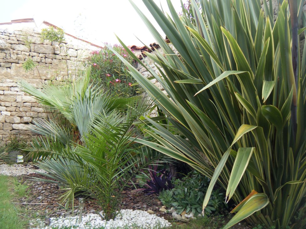 dscf4516.jpg