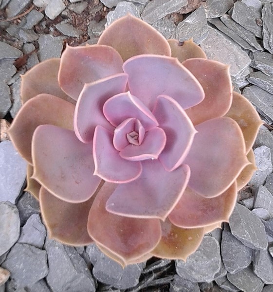 echeveria perle von nurnber (Copier).JPG