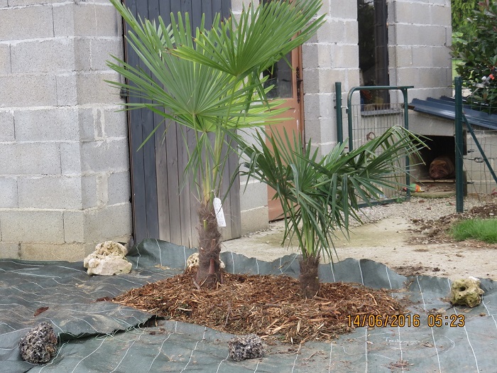 les 2 trachycarpus déjà plantés