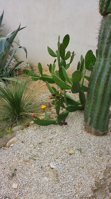 opuntia.jpg