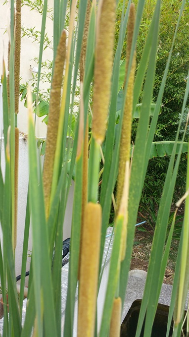 typha.jpg