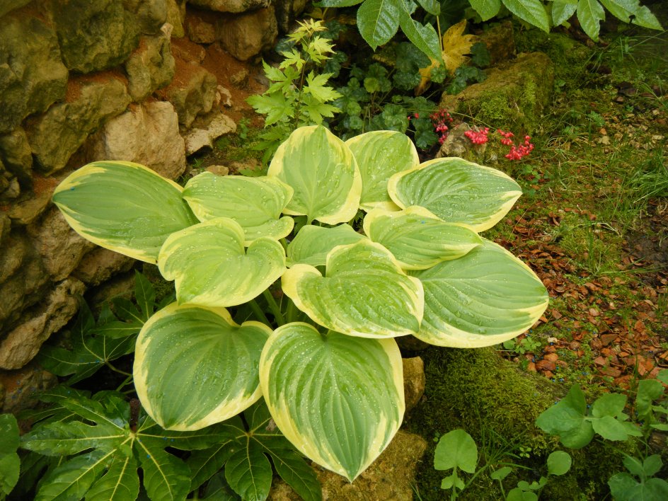 dscf4496.jpg