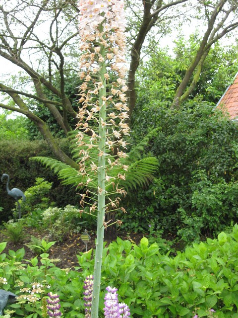 fleur d'érémurus