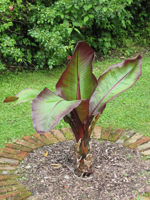 ensete ventricosum maurellii