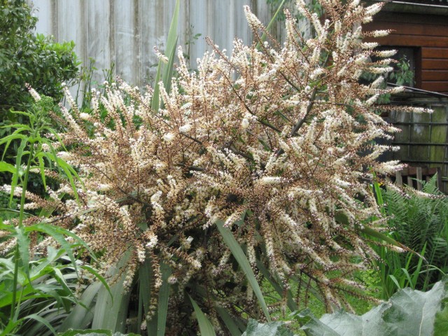 floraison cordyline