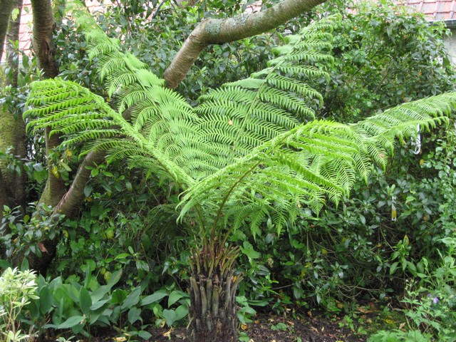 dicksonia antartica