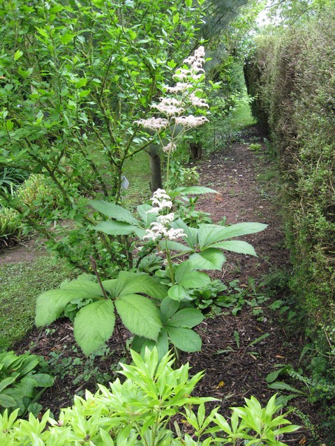fleur de rodgersia