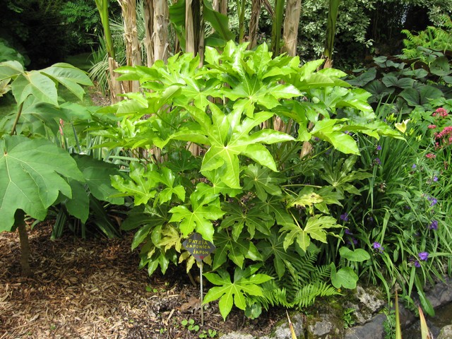 fatzia japonica
