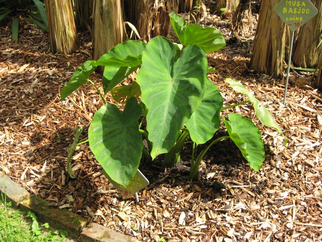 colocasia esculenta