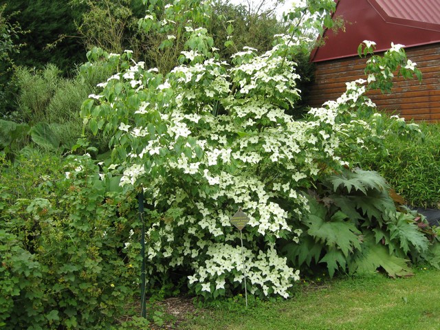 cornus kousa