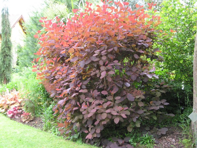 cotinus grace