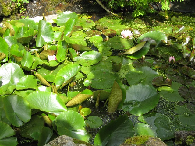floraison nénuphars