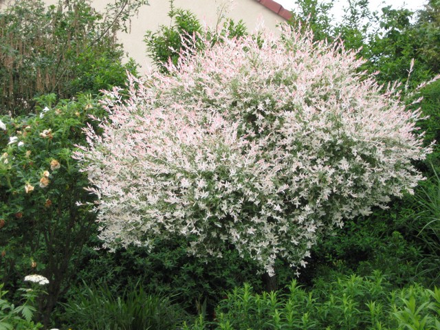 saule crevette