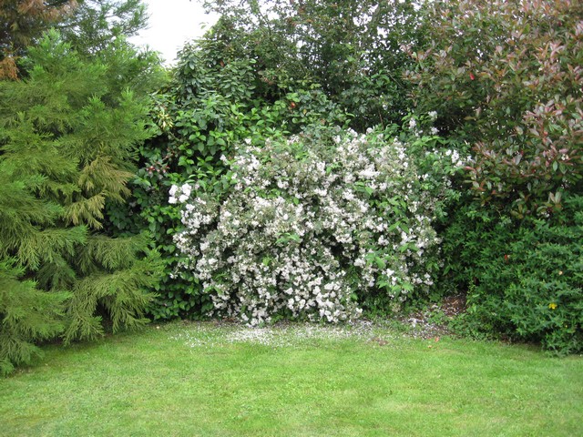 massif deutzia en fleur