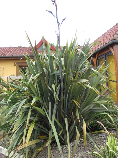 phormium ténax en fleur pour la 2 ième année