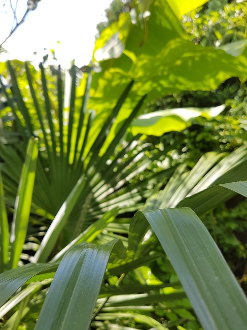 Jardin 18062016 (11).jpg