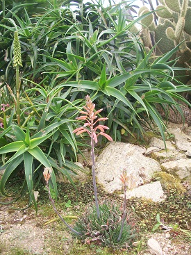 aloé aristata en fleur 2.JPG