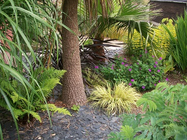autour de la cordyline....JPG