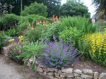 vivaces en fleurs.JPG
