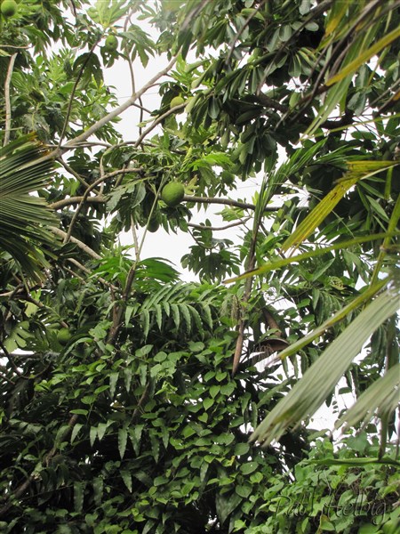Au sommet de l'arbre à pain!.jpg