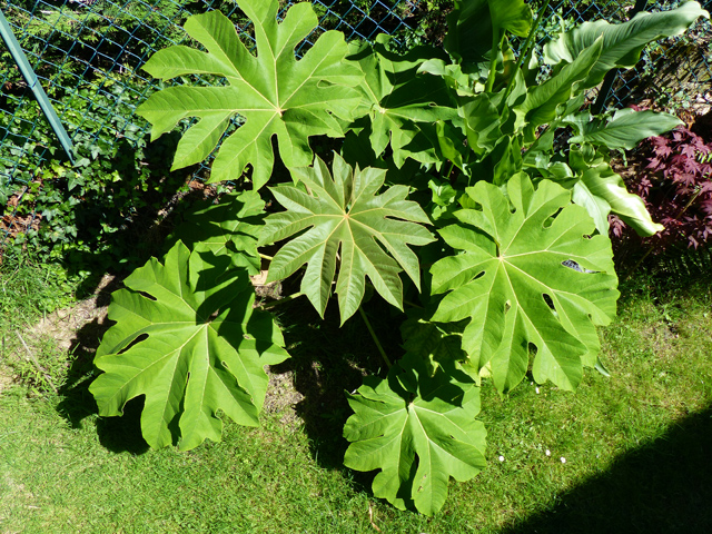 P1070405fh.jpg