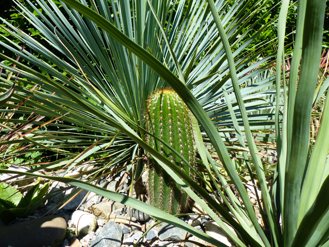 P1070418fh.jpg