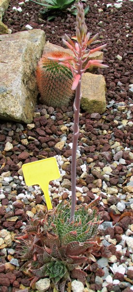aloe aristata (Copier).JPG