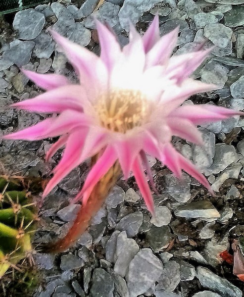 echinopsis fleur (Copier).jpg