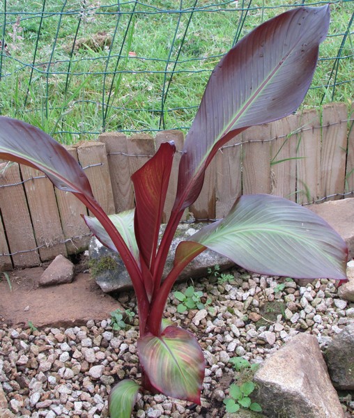 ensete maurelii (Copier).JPG