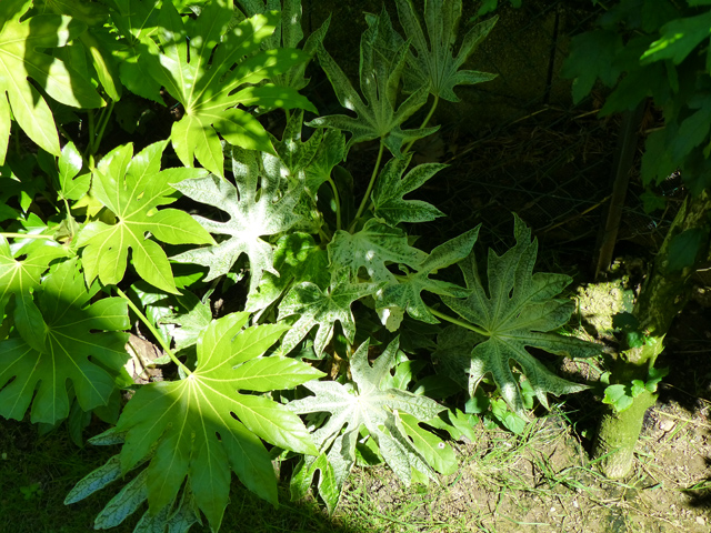 P1070440fh.jpg