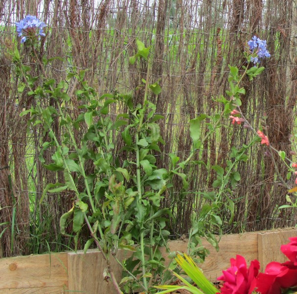 plumbago capensis (Copier).JPG