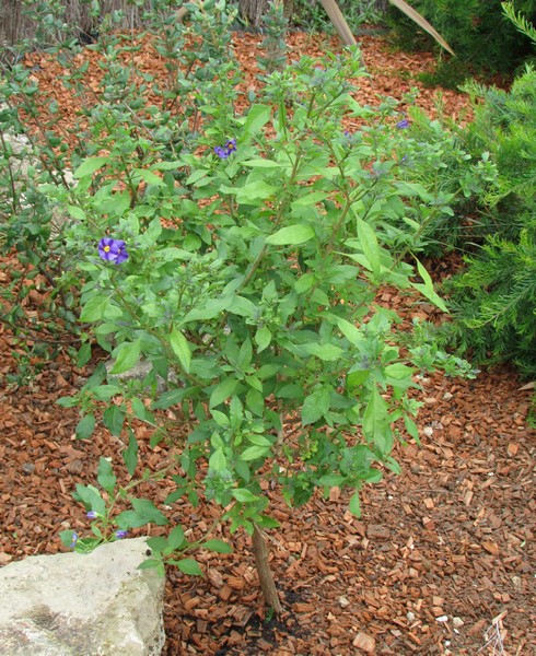 solanum rantonetti (Copier).JPG
