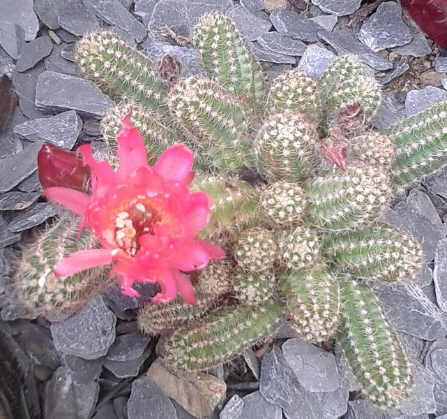 chamacereus sylvestrii (Copier).JPG
