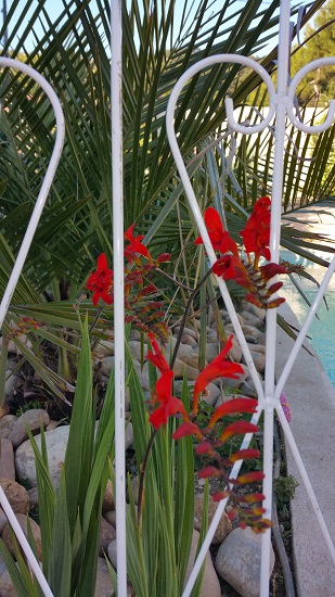 crocosmia lucifer.jpg