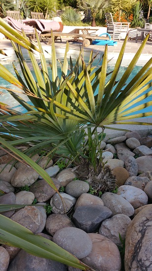 brahea decumbens.jpg