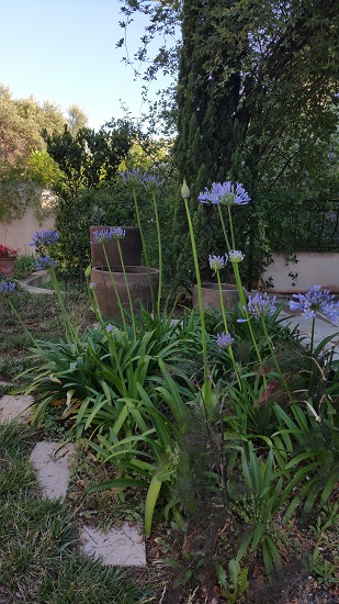 agapanthes 2.jpg