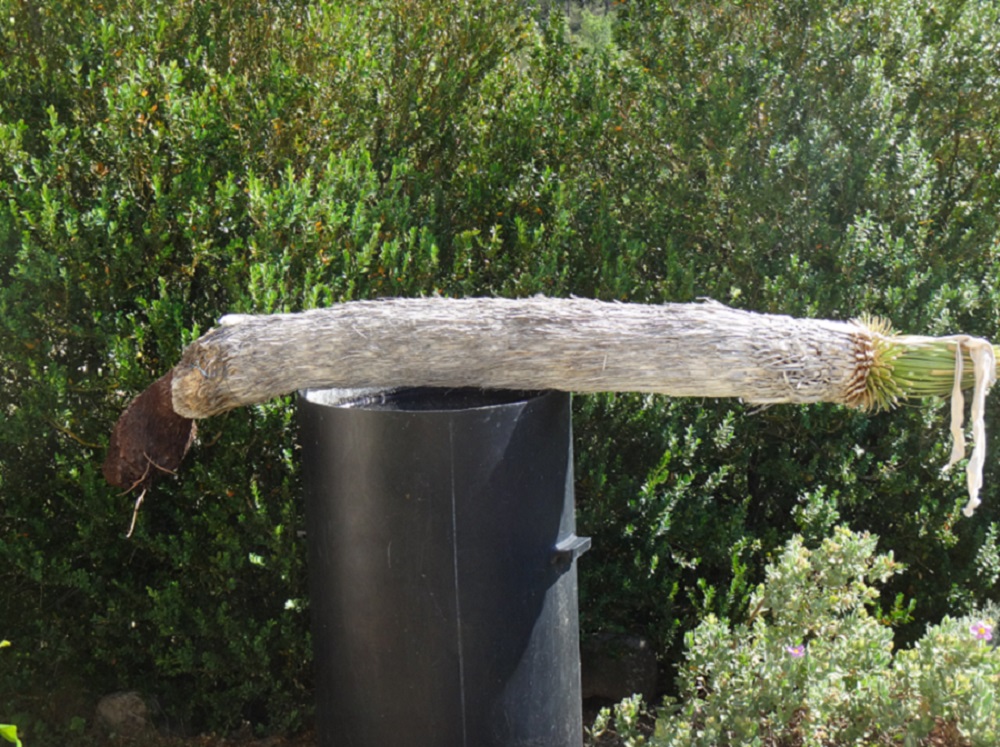 Yucca torpille.JPG