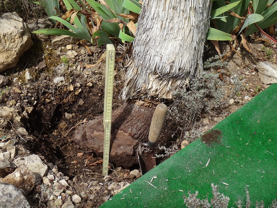 Portion de stipe planté.JPG