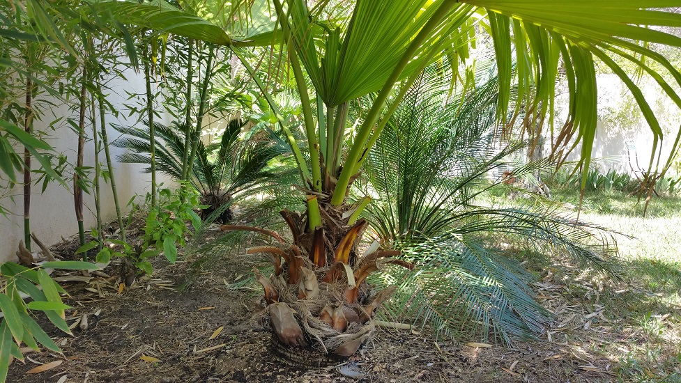 sous-bois.jpg