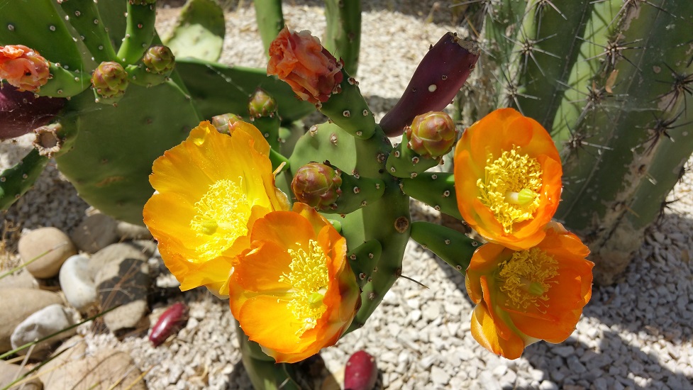 opuntia (2).jpg