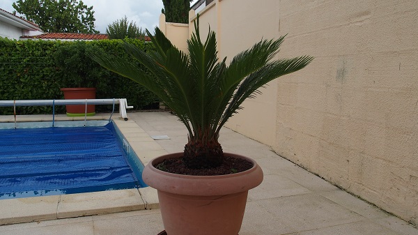 petit cycas 01.jpg