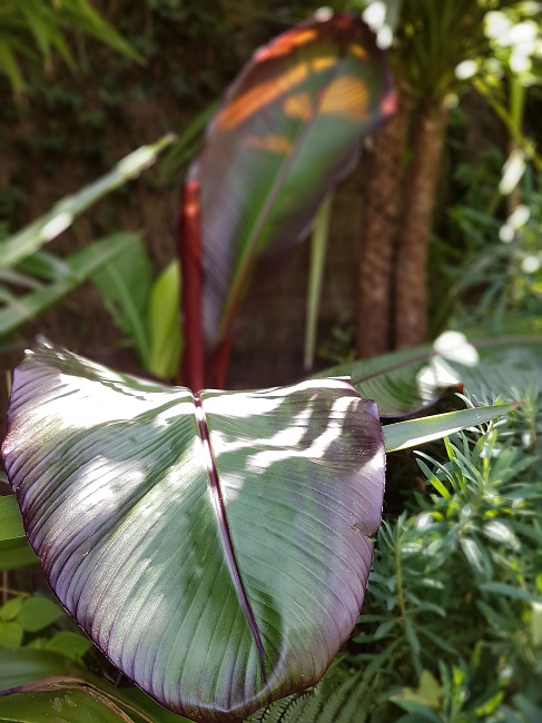 Jardin 25062016 (12).jpg
